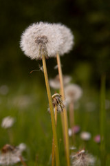 Bloomig dandelion flowers field. Natural background. Spring time concept. Dandelion soft bloom.