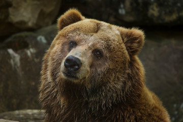 Mainland grizzly (Ursus arctos horribilis).