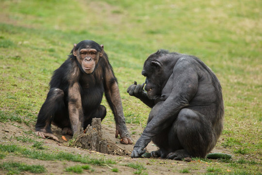 Common chimpanzee (Pan troglodytes)