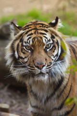 Fototapeta na wymiar Sumatran tiger (Panthera tigris sumatrae).