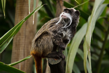 Bearded emperor tamarin (Saguinus imperator subgrisecens).