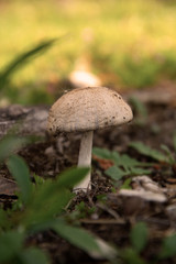 Wild forest mushrooms in the grass, after rain. Mushroom photo, forest photo.