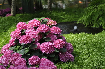 Obraz premium Rosa Hortensien