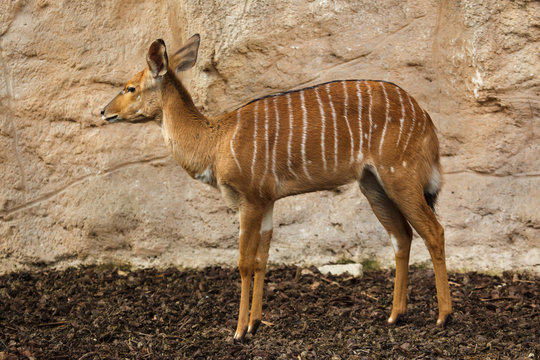 Nyala (Tragelaphus angasii).