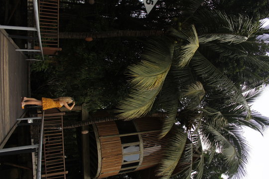 looks at fronds over home
