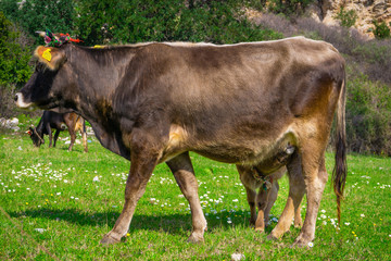 Beautiful calf sucks milk from it's mother. Ornate brown baby cow and mother cow. Marmaris, Kumlubuk, Turkey. Sunlights.