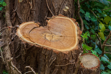 Zeichen der Liebe, Herz im Baum