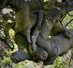Twisted tree trunk