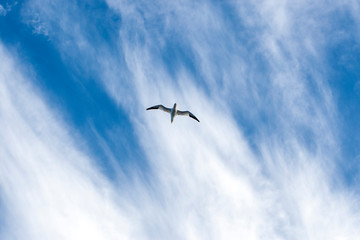 northern gannet in a blue sky