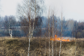 Illegal burning of dry last year's grass in early spring.