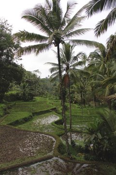 palms over rice paddies