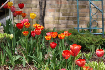 Spring background with a blossoming garden. Scenic view with blooming colorful tulips in a front yard of private house.