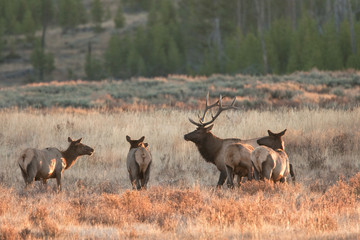 Obraz premium elk, wapiti, cervus canadensis, Yellowstone national park