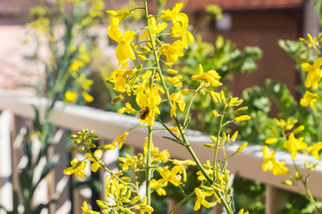 Bees gathering nectar and pollen on the yellow flowers of blossoming Tuscan Kale, pollinator-friendly plant growing in a pot on a balcony as a part of a family urban gardening project on a spring day