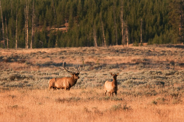 elk, wapiti, cervus canadensis, Yellowstone national park