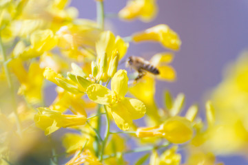 Bees gathering nectar and pollen on the yellow flowers of blossoming Tuscan Kale, pollinator-friendly plant growing in a pot on a balcony as a part of a family urban gardening project on a spring day
