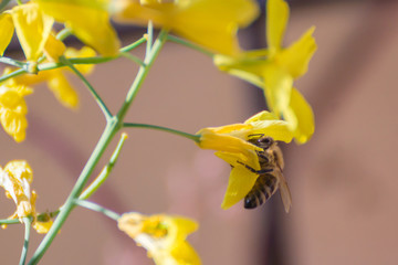 Bees gathering nectar and pollen on the yellow flowers of blossoming Tuscan Kale, pollinator-friendly plant growing in a pot on a balcony as a part of a family urban gardening project on a spring day