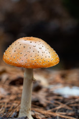 Orange woodland mushroom with bokeh background close up ~WOODLAND~