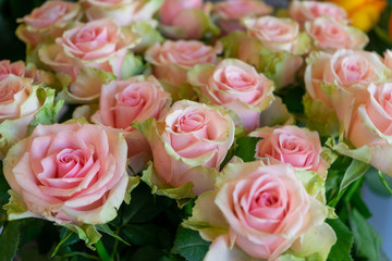 Fototapeta na wymiar bouquet of pink roses