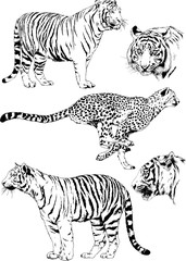 Obraz premium set of vector drawings on the theme of predators tigers are drawn by hand with ink tattoo logos 