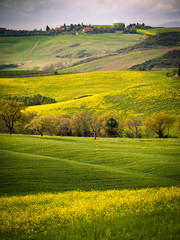 Landscape in spring. - 268024721