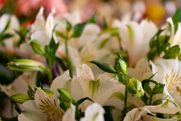 Obraz premium white lilies of the valley
