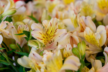 yellow flowers in the garden