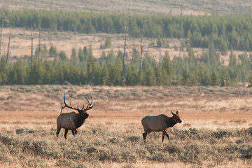 Naklejka na ściany i meble elk, wapiti, cervus canadensis, Yellowstone national park