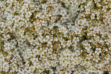 beautiful blooming gypsophila million star on a sunny day