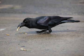 Black Japan crow eating French fries at the street of Kyoto