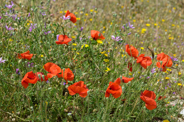 Fototapeta na wymiar blooming red poppies in a field on a clear day