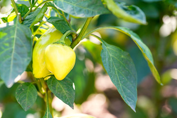 Fototapeta premium Green peppers growing in the garden . Green pepper growing in the organic farm .Peppers in a field