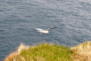 fulmar, northern fulmar,  seabird, full body