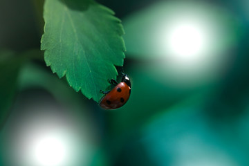 Ladybug on green leaf and green background