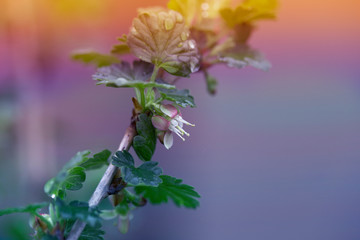 Blooming young gooseberry in the spring garden after rain