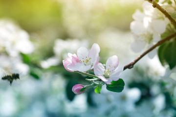 Blooming apple tree. Spring flowering of trees.