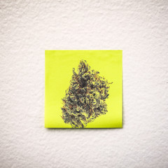 Cannabis Nug on a Post-it note