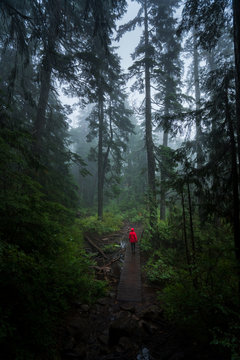 walk along forest path