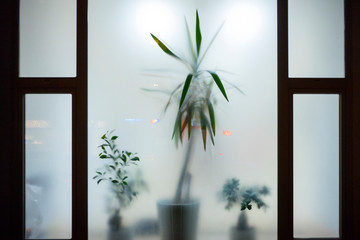 Window into the street where some potted plants can be seen through the blurred translucent glass.