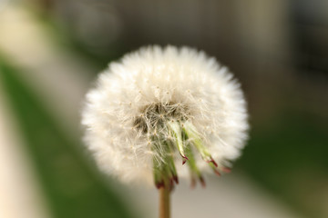 Closeup of dandelion on natural background.
