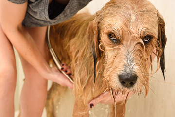 Young woman rinsing shampoo from a resigned longhaired dog in a home shower stall