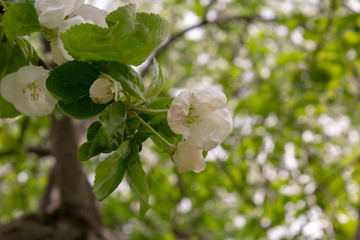 Apple tree in bloom white with pink flowers