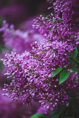 Obraz premium Blossoming purple lilacs in the spring. Selective soft focus, shallow depth of field. Blurred image, spring background.
