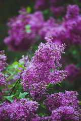 Blossoming purple lilacs in the spring. Selective soft focus, shallow depth of field. Blurred image, spring background.