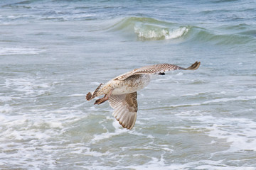 Fototapeta premium close up of a sea gull 