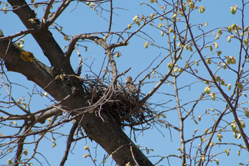 Nest in the middle of spring branches 