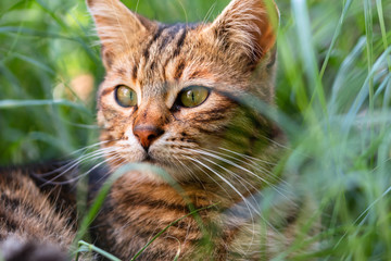 adult domestic cat sitting in grass and daisies