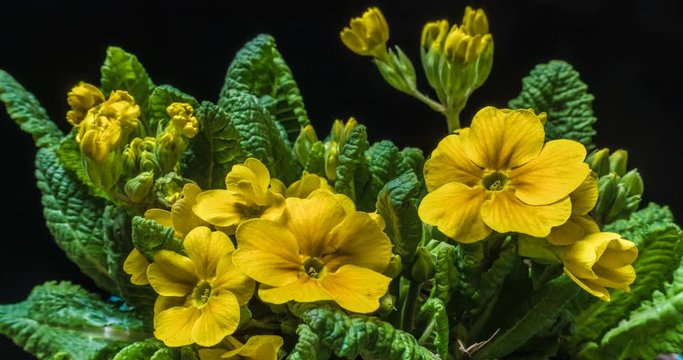 The yellow flower of the primrose blossoms under the sun