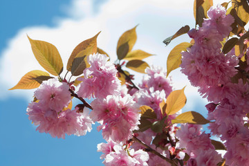 Branches with pink cherries flower 