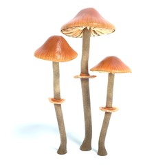 Conocybe Filaris mushrooms isolated on white background